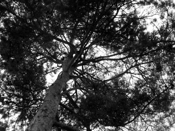 Silhouettes Pine Tree Sky Background — Stock Photo, Image