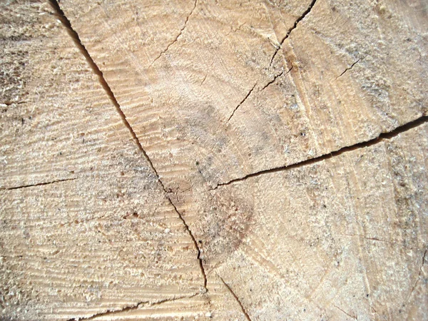 Textura Corte Madeira Anéis Árvore Áreas Crescimento Cíclico Tecido — Fotografia de Stock