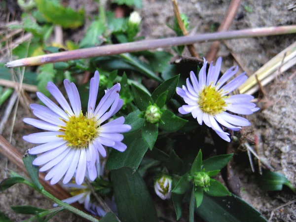 Leuchtend Weiß Violette Blüten Garten Schöner Hintergrund — Stockfoto