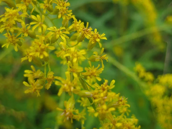 Flores Amarelas Com Foco Seletivo Fundo Bonito — Fotografia de Stock