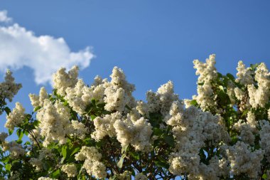 Bulutların ve mavi gökyüzünün arka planında çiçek açan leylak çalılarının fotoğrafı.