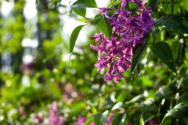 Makro ateşte çiçek açan leylak çalısı tomurcuğu