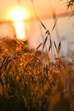 Arka planda batan güneşin arka planında dikenler var.