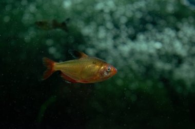 Akvaryum balığının karanlık sudaki fotoğrafı.