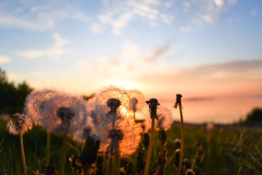 Ufkun ötesinden batan güneşin arka planında karahindibalar