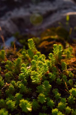 Bitkiler akşam güneşiyle aydınlanır.