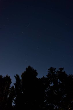 Yıldızlı gökyüzünün arka planında ağaçların siluetleri
