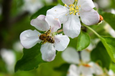 Bir arı, elma çiçeğinden polen toplar.