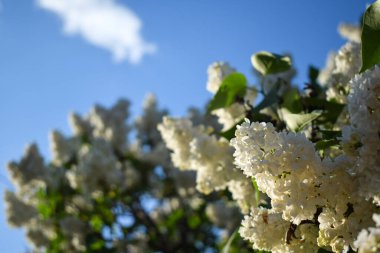 Çimlerde karahindiba 