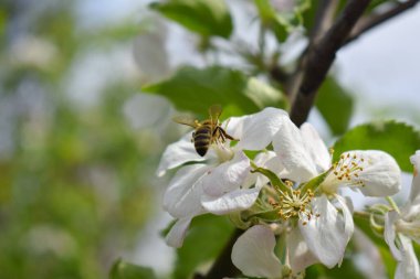 Bir arı çiçek açan elma ağacından polen toplar.
