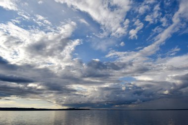 Çimlerde karahindiba 