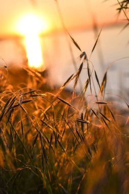 Arka planda batan güneşin arka planında dikenler var.