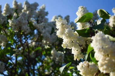 Çimlerde karahindiba