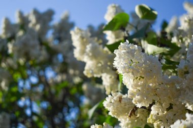 Çiçekli beyaz leylak tomurcuğu