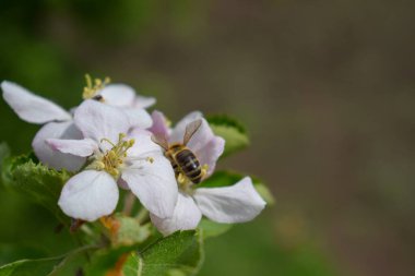 Çiçekli bir elma ağacının yanında uçan bir arı.