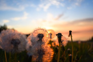 Ufkun ötesinden batan güneşin arka planında karahindibalar