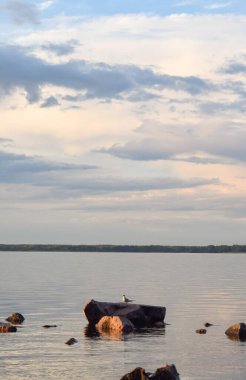 Nehir kayasında martı