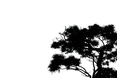 Hafif bir gökyüzüne karşı bir ağacın silueti