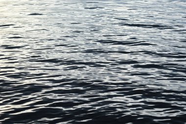 Çimlerde karahindiba