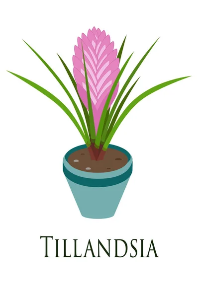 Tillandsia. Ev bitkisi. Düz dizayn. Vektör illüstrasyonu.