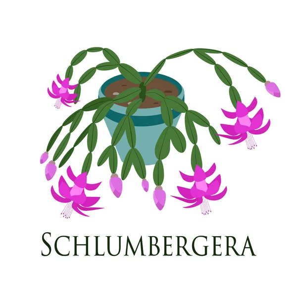 Schlumbergera. Ev bitkisi. Düz dizayn. Vektör illüstrasyonu