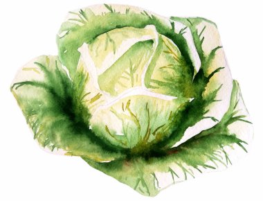 Su rengi el boyası sebze. Beyaz arkaplanda lahana