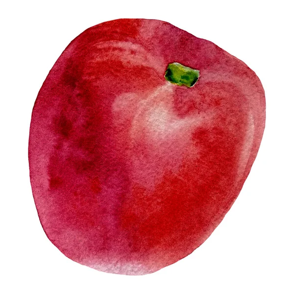 Ζωγραφισμένο στο χέρι λαχανικό. ντομάτα σε λευκό φόντο — Φωτογραφία Αρχείου