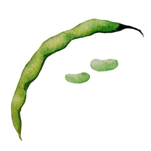 Acuarela pintado a mano vegetal. judías verdes sobre fondo blanco — Foto de Stock