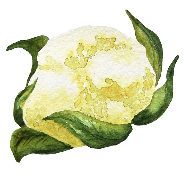 Acuarela pintado a mano vegetal. coliflor sobre fondo blanco —  Fotos de Stock