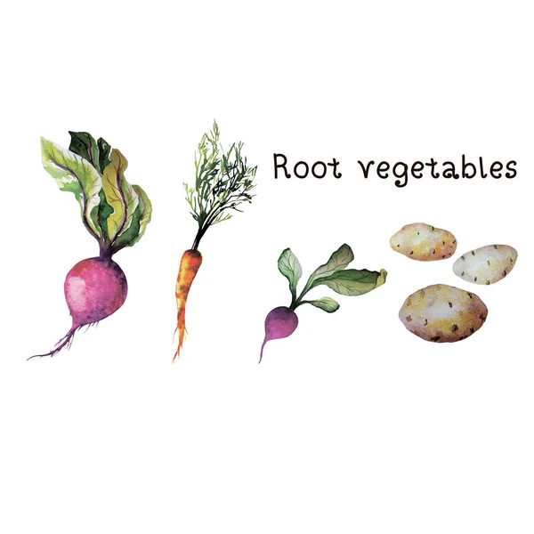 Water color hand painted vegetable. root vegetables on white background — Stock Photo, Image