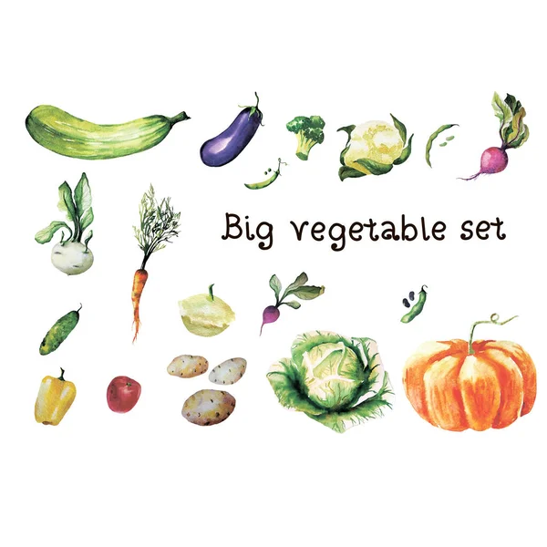 Akvarell handmålade grönsaker. grönsak på vit bakgrund — Stockfoto