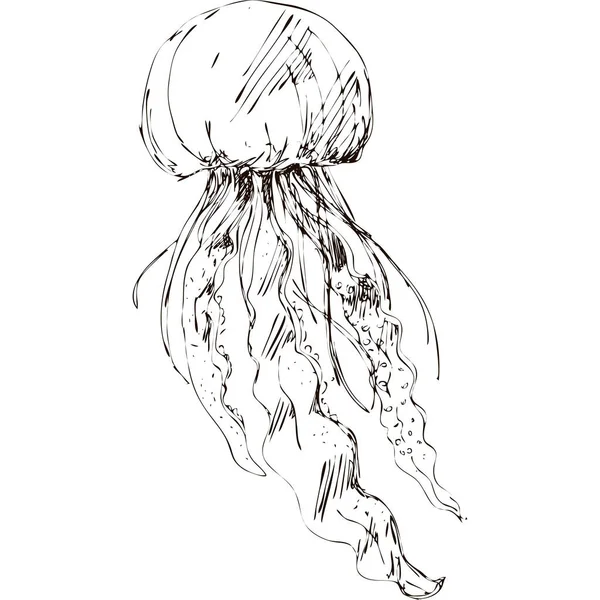 Dibujo a mano arte vectorial de medusas. Gráfico negro sobre fondo blanco — Archivo Imágenes Vectoriales