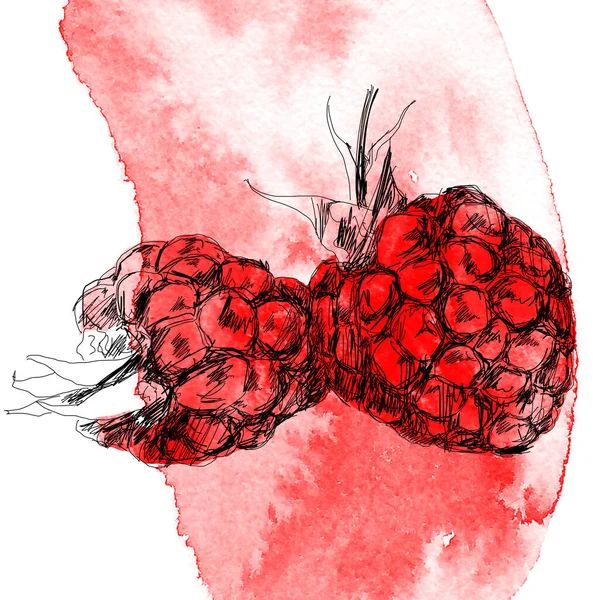 Mão desenho arte de framboesa vermelha — Fotografia de Stock