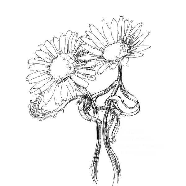 Mão desenho grafic arte de flores de verão camomila — Fotografia de Stock