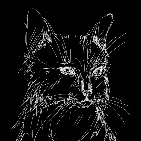 Hand drawing art of black cat — Stock Photo, Image