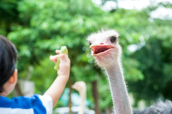 Ostrich — Stock Photo, Image