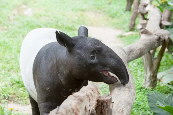 Tapir malese — Foto Stock