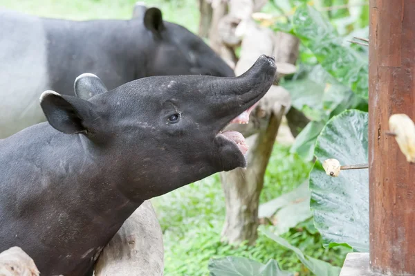 Malaysiska tapir — Stockfoto