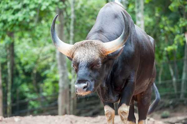 Today or indian bison Stock Photos, Royalty Free Today or indian bison Images | Depositphotos Today or indian bison Stock Photos, Royalty Free Today or indian bison Images | Depositphotos