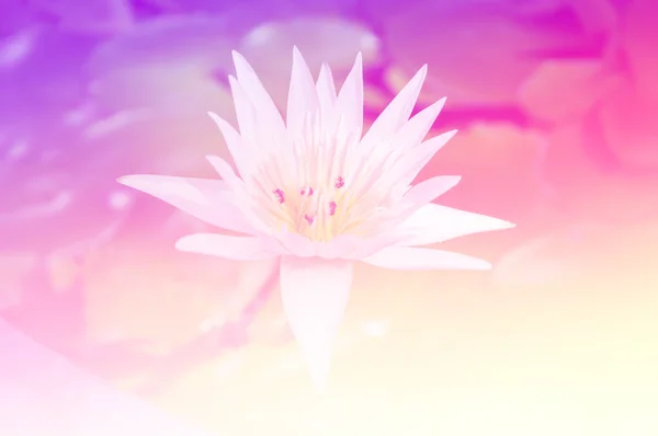 Schöner Lotus in Farbe — Stockfoto