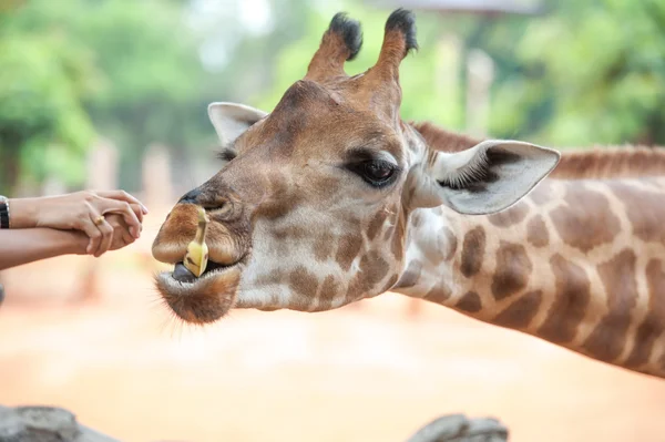 Utfodring giraff — Stockfoto