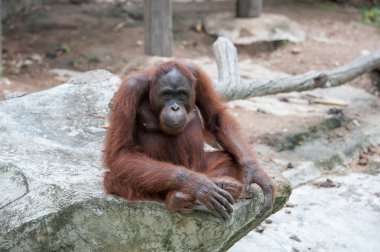 orangutan