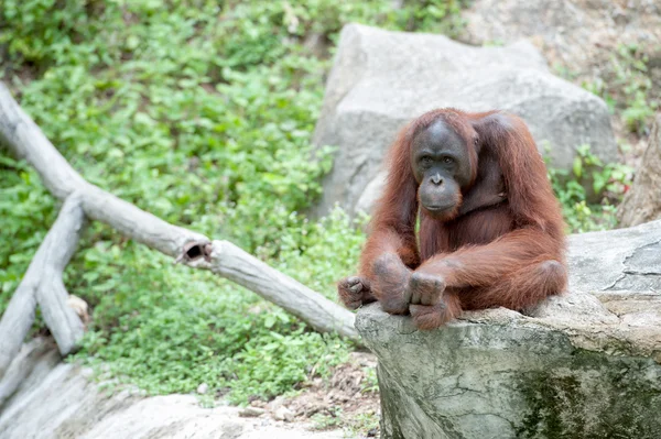 Orangután — Foto de Stock