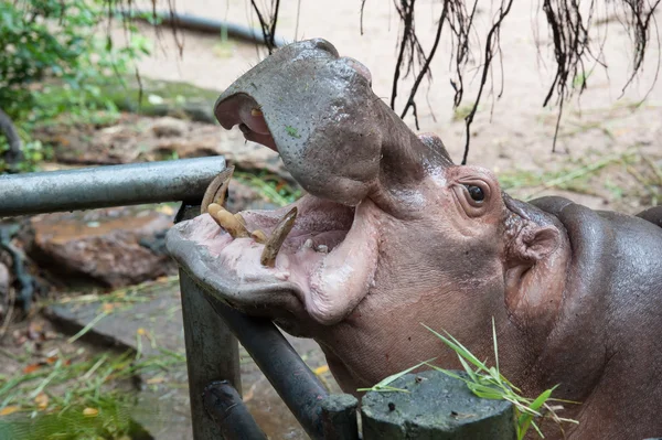 Hippopotamus — Stock Photo, Image