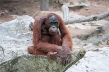 orangutan