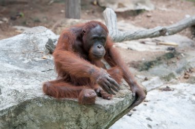 orangutan