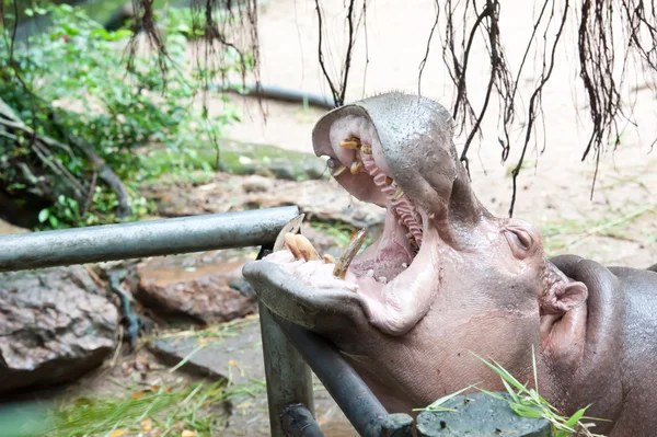 Hippopotamus — Stock Photo, Image