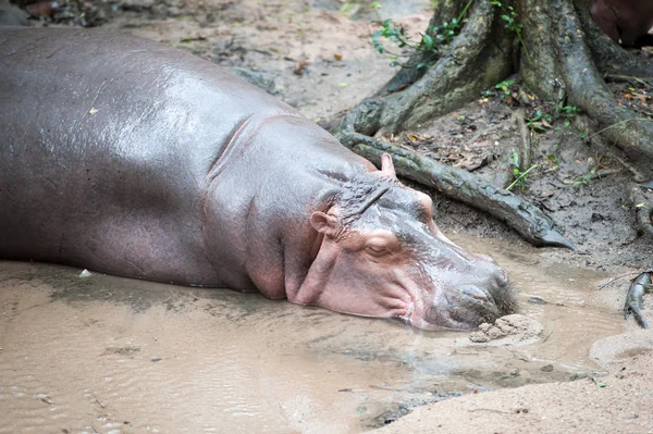 Hippopotamuses — Stock Photo, Image