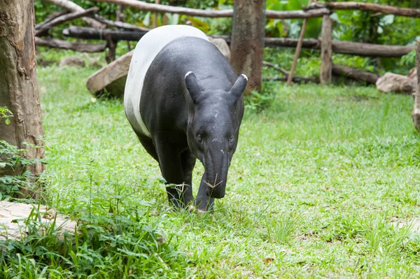 malaya tapiri