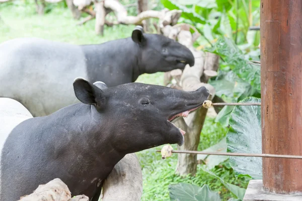 Malayan tapir — Stock Photo, Image